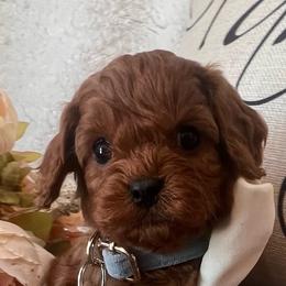 Cavapoo puppies from Robin Nelson