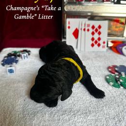 Lucky (Yellow Collar Girl) - Black female Poodle puppy in Cambridge, Wisconsin from Champagne Poodles