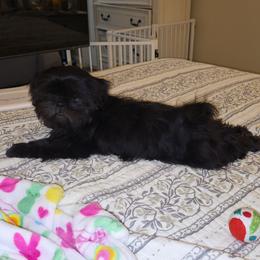 Tucker - Black male Shih Tzu puppy in Kings Mountain, North Carolina from Britany's Shih Tzus