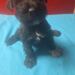 Carl - Salt and pepper male Miniature Schnauzer puppy in Warrenville, South Carolina from All Paws Pet Resort
