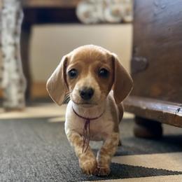 Trixy - Fawn (isabella) and tan female Dachshund puppy in Marvell, Arkansas from Hat Creek Kennel