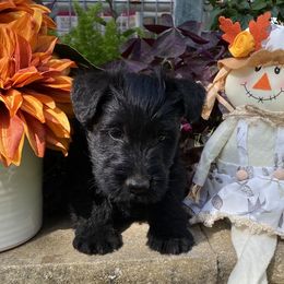 Scottish Terrier Puppies from Starlight Scotties