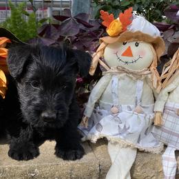 Scottish Terrier Puppies from Starlight Scotties