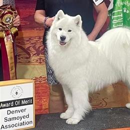 Samoyeds from Lynn Hunkins
