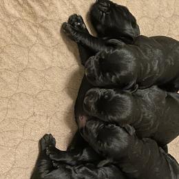 Giant Schnauzer Puppies from Mandy’s Giant Schnauzers