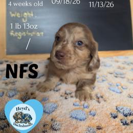 Drifter - Dapple male Dachshund puppy in Hoquiam, Washington from Heyd's Mini Dachshunds