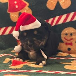 Minimal white BTF - Black tri female Miniature Australian Shepherd puppy in Connelly Springs, North Carolina from Appalachian Aussies