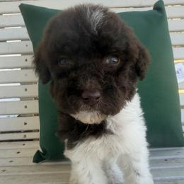 Girl 7 - Parti female Poodle puppy in Travelers Rest, South Carolina from Hampshire Hill’s Standard Poodles