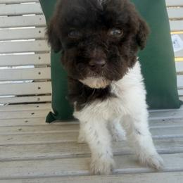 Girl 7 - Parti female Poodle puppy in Travelers Rest, South Carolina from Hampshire Hill’s Standard Poodles