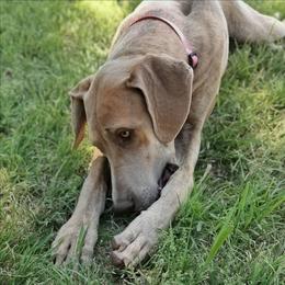 Deza - Blue brindle female Great Dane puppy in Cunningham, Kansas from Garden Grove Great Danes