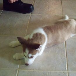 Siberian Husky Puppies from T and T Kennels