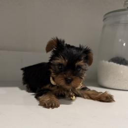 Dutchess Holly (Reserved) - Black and gold female Yorkshire Terrier puppy in Killeen, Texas from Grand 7 Kennelz