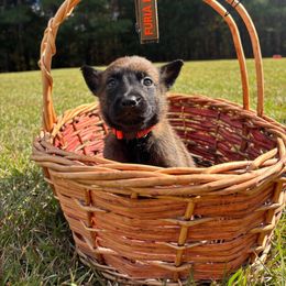 Malicious- orange - Fawn sable male Belgian Malinois puppy in North Carolina from Furia Ignis Belgian Malinois