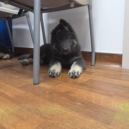 Waffle - Blue female German Shepherd puppy in Fort Jennings, Ohio from Von Holtzapple German shepherds
