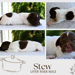 Stew - Liver roan male Brittany puppy in Hollidaysburg, Pennsylvania from Royal Flush Farms