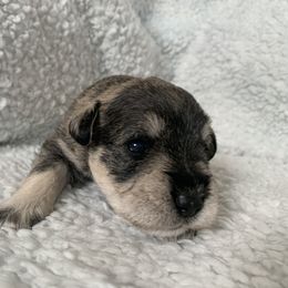 Jorge - Miniature Schnauzer puppy in Portsmouth, Virginia from Heart of Virginia Schnauzers