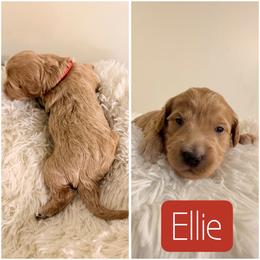 Ellie - Cream female Goldendoodle puppy in Valdosta, Georgia from Designer Doodles of South GA