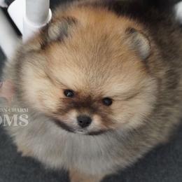 Beaux - Orange sable male Pomeranian puppy in Kingston, Georgia from Southern Charm Poms