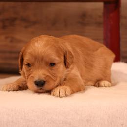Kirby - Cream male Whoodle puppy in West Bend, Iowa from Blue Skies Terriers