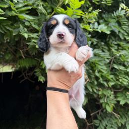 AKC Flounder - Piebald male Dachshund puppy in Erie, Michigan from Champagne’s Grinch Toe’d Dachshunds