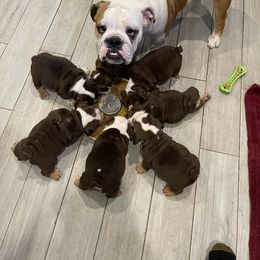 Bulldog Puppies from Moab bulldogs