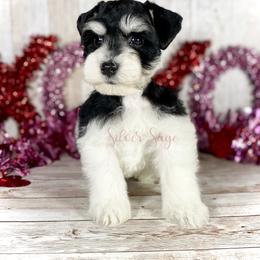 Miniature Schnauzer Puppies from Silver Sage Schnauzers