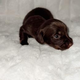 Zander - Chocolate and tan male Dachshund puppy in San Diego, California from Enchantables