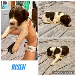 Risen - Parti male Poodle puppy in Piqua, Kansas from Legacy Farms Standard Poodles