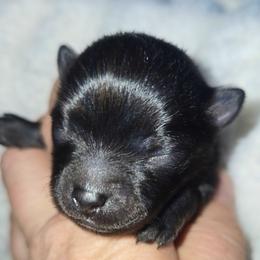 Princess Buttercup - Black and tan female Pomeranian puppy in Lake Forest Park, Washington from Tea Pup Pomeranians