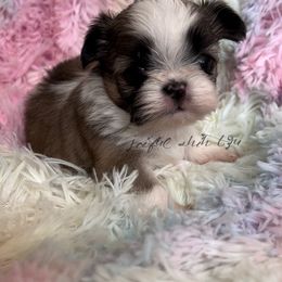 Shih Tzu Puppies from Joiful Shih Tzu