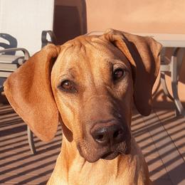 Una - Rhodesian Ridgeback