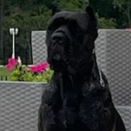 Cane Corso from Miracle City