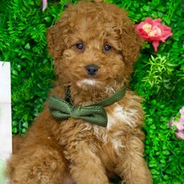 Bruno - Red  male Goldendoodle puppy in Brandon, Florida from Murphys Doodles