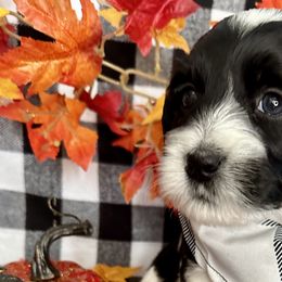 Ash - Black and white Cockapoo puppy in Roseville, California from Darby Park Doodles