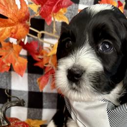 Ash - Black and white Cockapoo puppy in Roseville, California from Darby Park Doodles