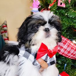 Bear - Black gold and white male Shih Tzu puppy in Merced, California from Topknot Shih Tzus