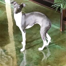 Italian Greyhound All Grown Up from Quality Italian Greyhounds