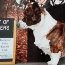 Davy - Cardigan Welsh Corgi