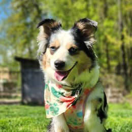 Dakota - Miniature Australian Shepherd