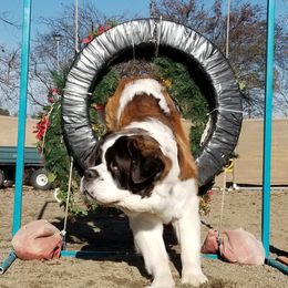 Saint Bernard All Grown Up from Metal Saints