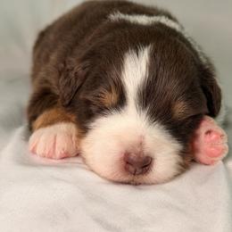 Australian Shepherd Puppies from Hannah Taylor