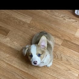 American Corgi Puppies from R and b corgis and farm
