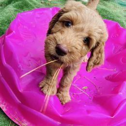 Goldendoodle Puppies from Thompson Creek Doodles