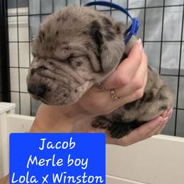 Jacob - Merle male Great Dane puppy in Longview, Texas from Lazy A Danes