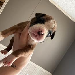 Sugar - Fawn female Boxer puppy in Louisville, Kentucky from Nelson’s Fancy Frenchies and Bulldogs
