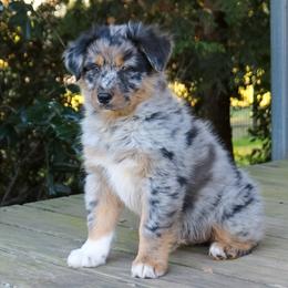Lennox Adam - Blue merle male Australian Shepherd puppy in Statesville, North Carolina from Charming Australian Shepherds