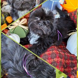 Shih Tzu Puppies from P&B Tzu Tribe