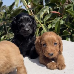 Dachshunds from San Diego Dachshunds