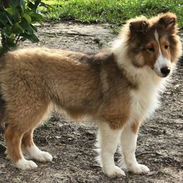 Shetland Sheepdog puppies from Costa Del Sol Shelties
