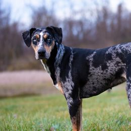Vera - Catahoula Leopard Dog